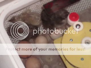 chicks1019.jpg