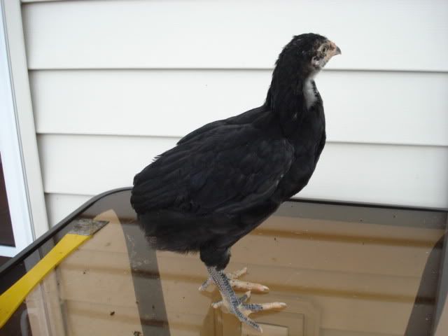 BlackChick006.jpg