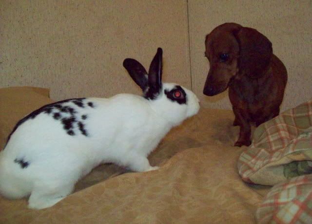 OMGMONSTERRABBIT.jpg