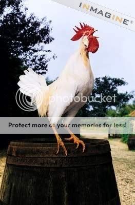 rooster.jpg