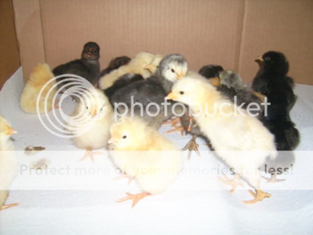 chicks005.jpg