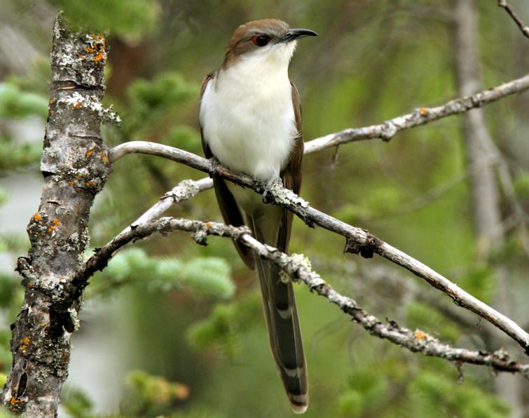 Birds of Barrington with Wendy Paulson: Black-billed ...