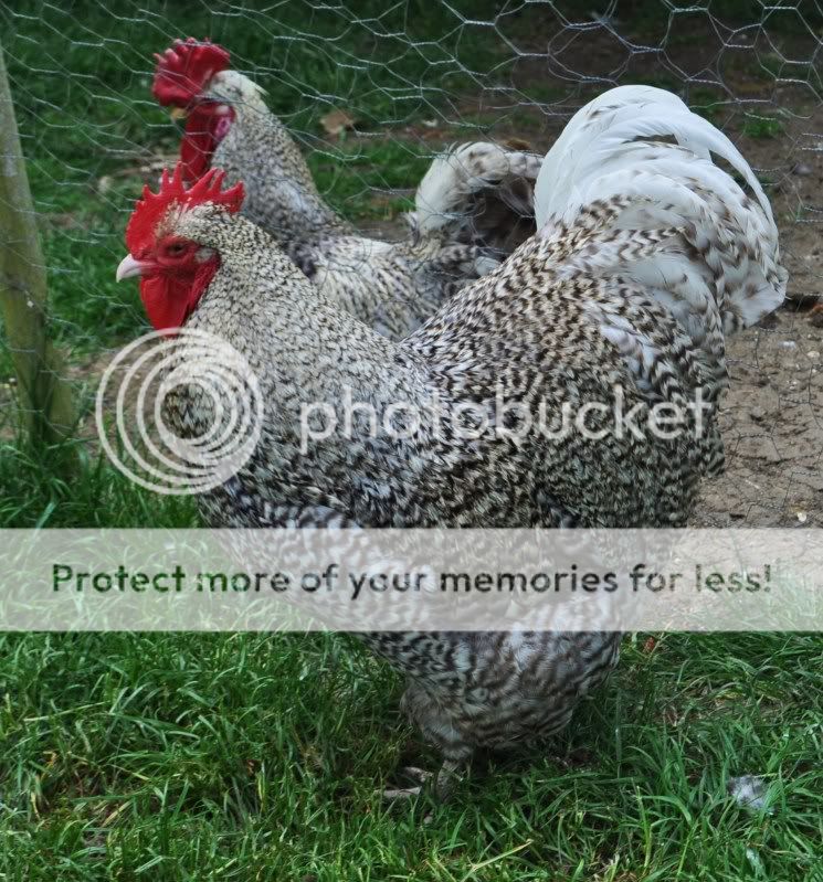 CuckooOrp.jpg
