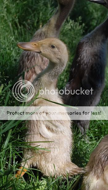luckyfeathers.jpg