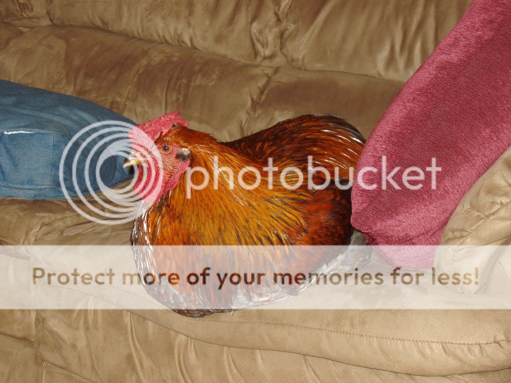 Chickens165.jpg