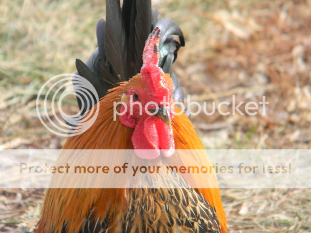 ChickPicks3321.jpg