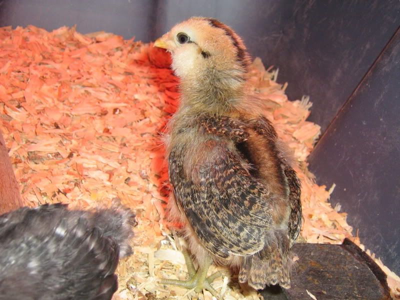 Chicks078.jpg