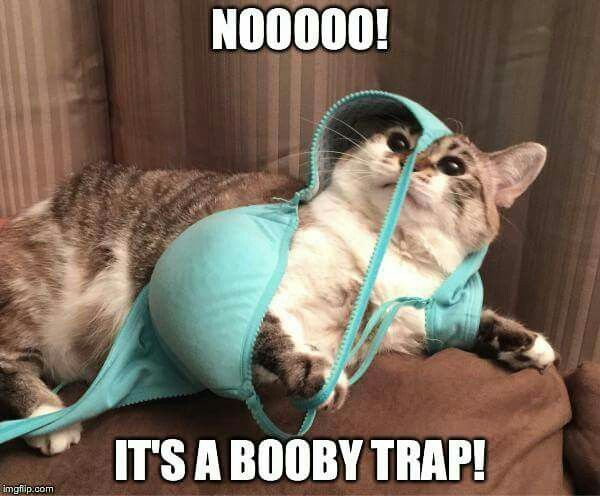 70a709b06c5e4a0da70647bdde63f8ca--funny-pets-funny-animals.jpg