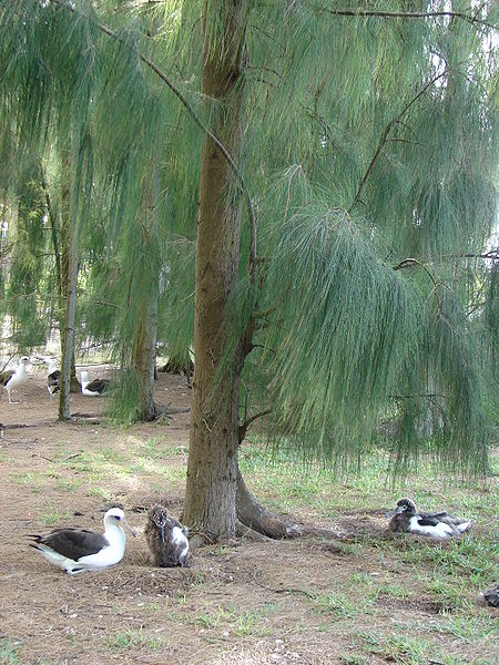 CasuarinaGlauca2.jpg