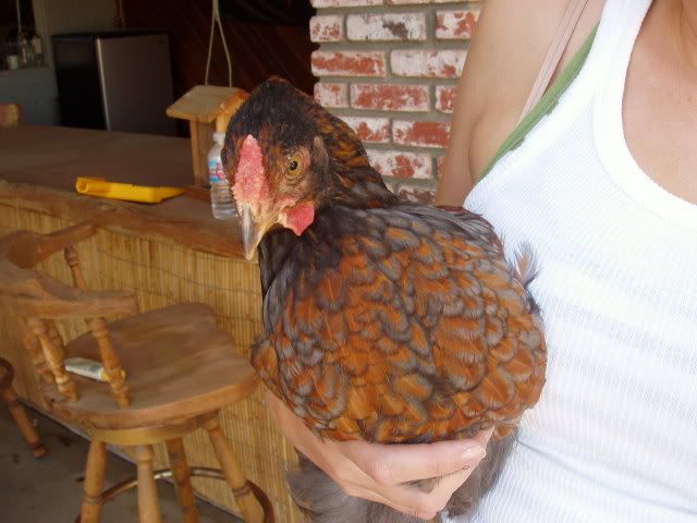 Chickens136.jpg