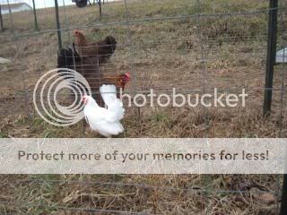 Chickiepics12-08029.jpg