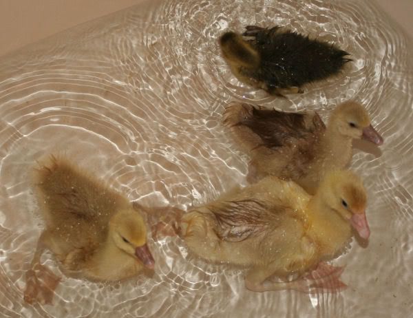 tub1.jpg