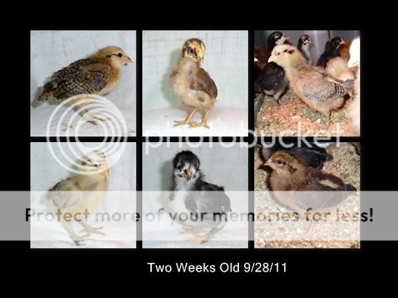 chickenmontage-Page008.jpg