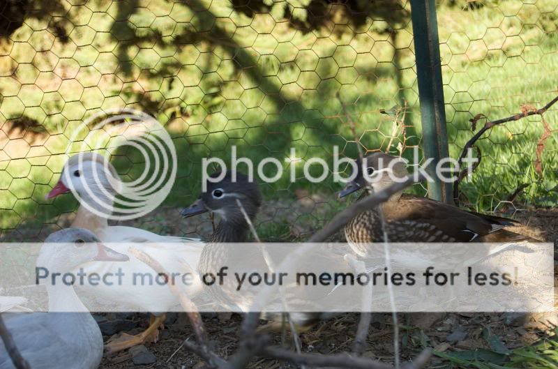 Aviary044.jpg