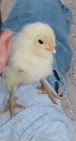 BwithEEchick-1.jpg