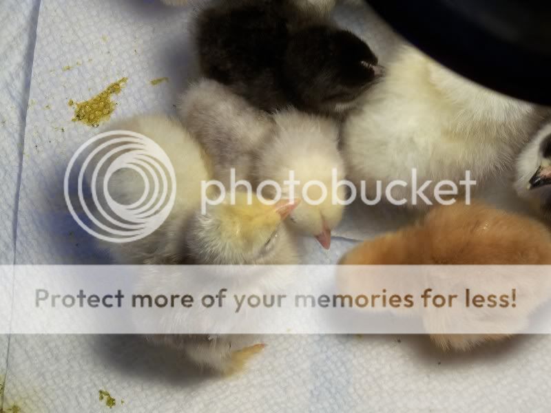 chicks019.jpg