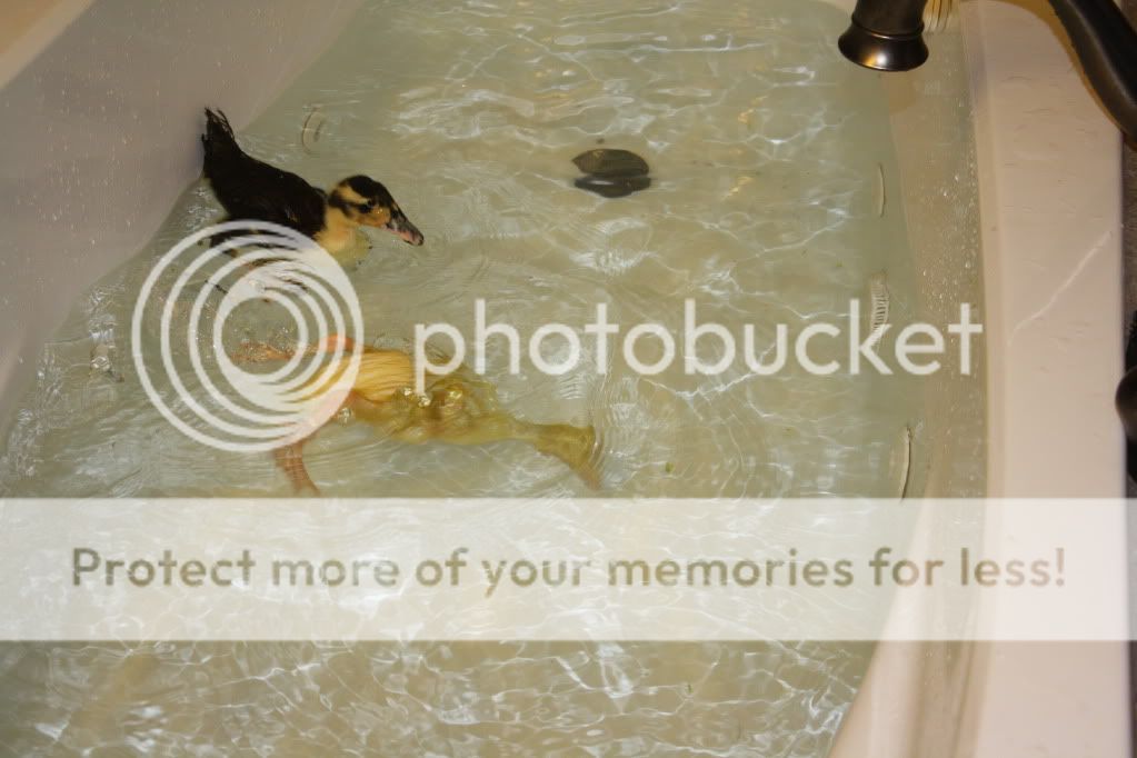 duckiesandpond071.jpg