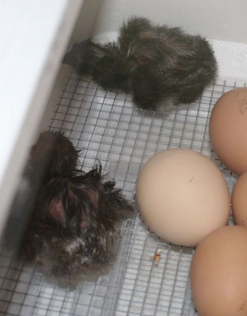 hatch2.jpg