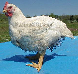 Broiler.JPEG