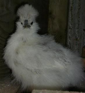 silkies0012Small.jpg