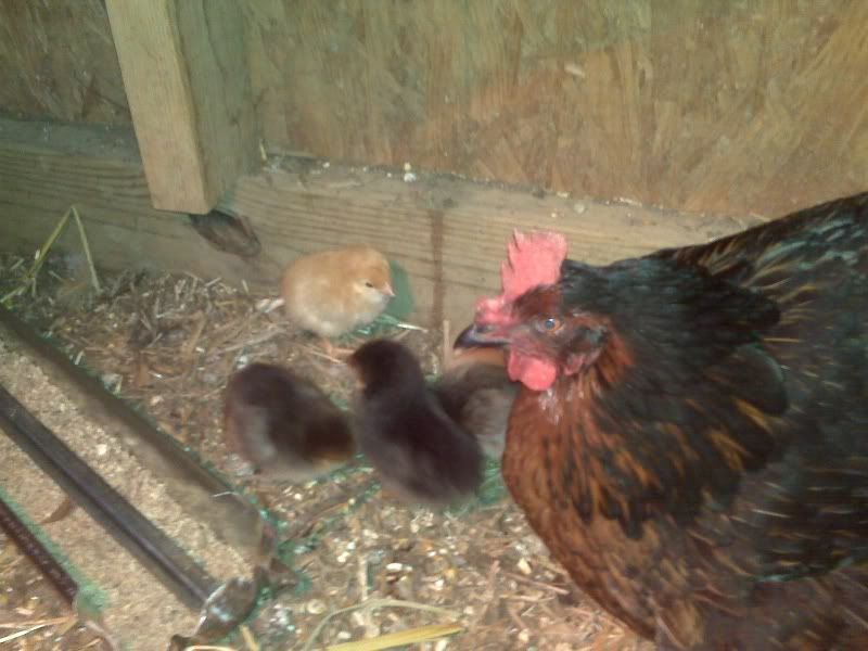 chicks.jpg