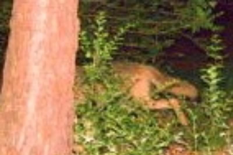 Deer05-14-09133_1.jpg