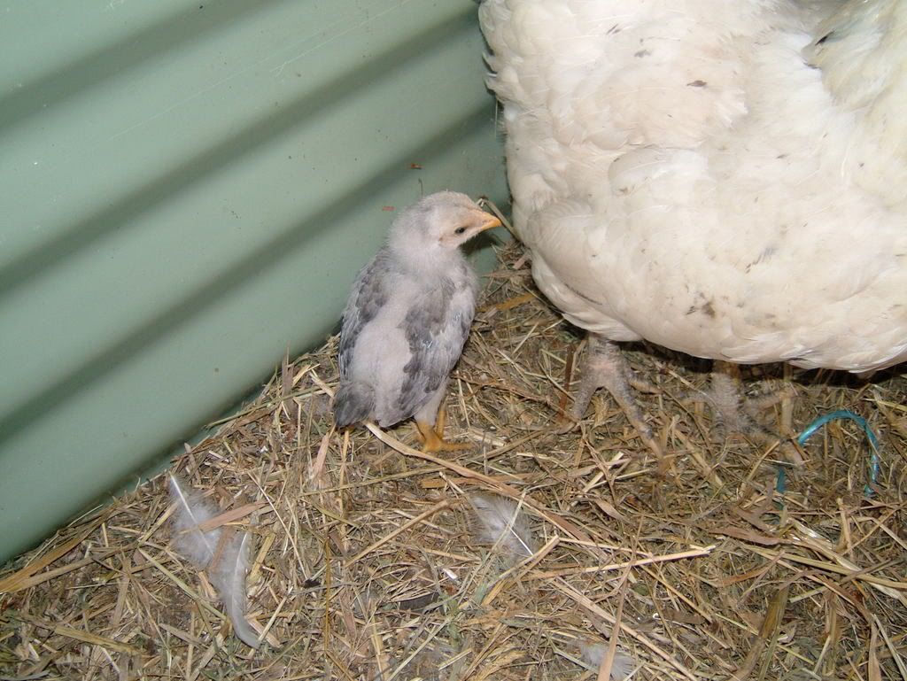 DSCF2804.jpg