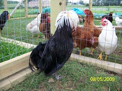 3802047751_fe5f735598_m.jpg
