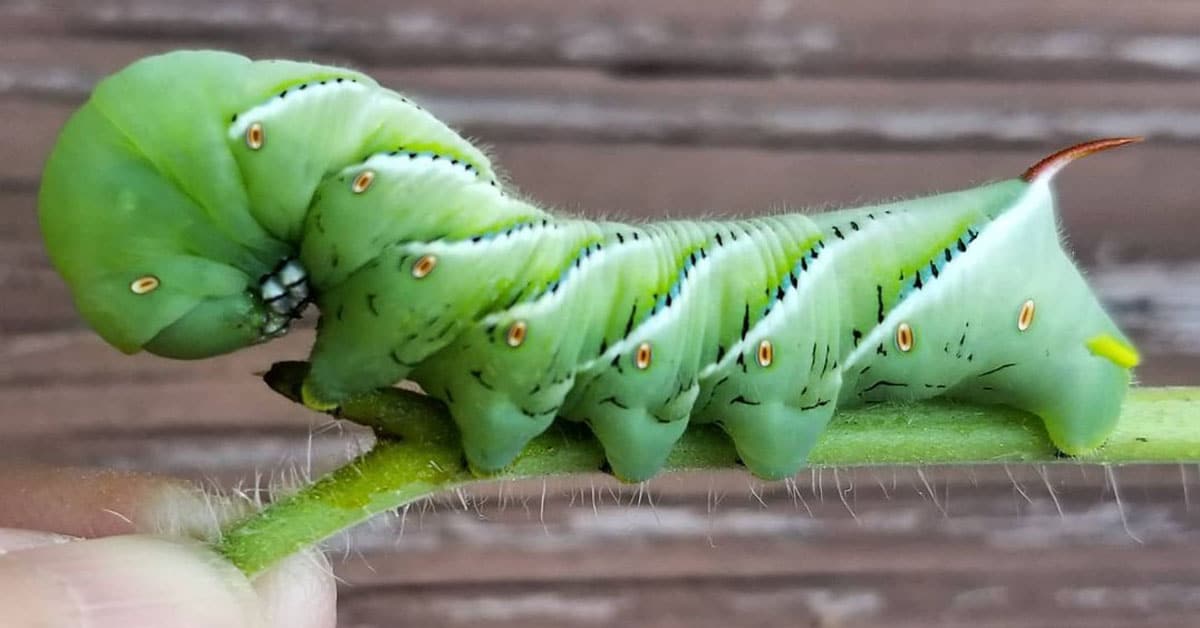 Tomato-Hornworm-Life-Cycle.jpg