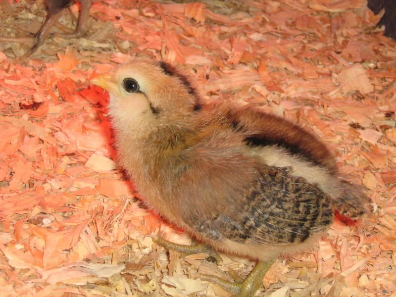 Chicks001.jpg