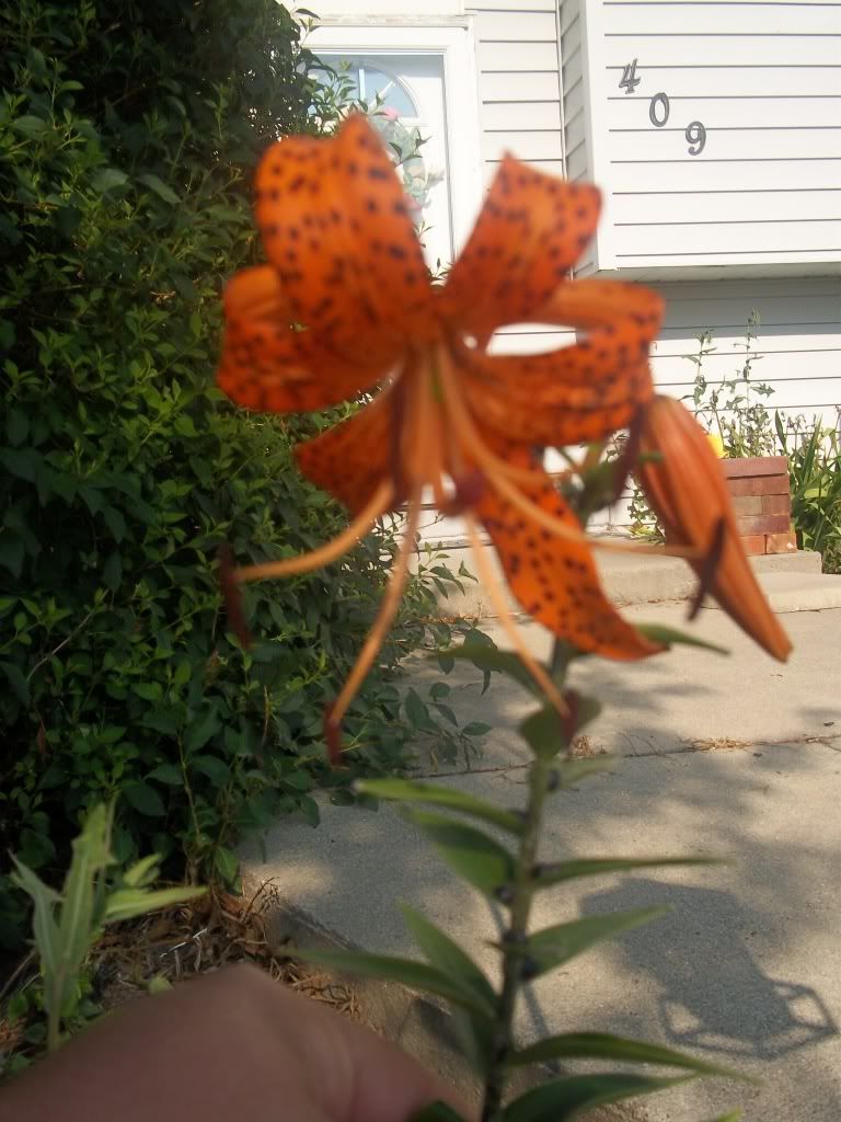 Flowers023.jpg