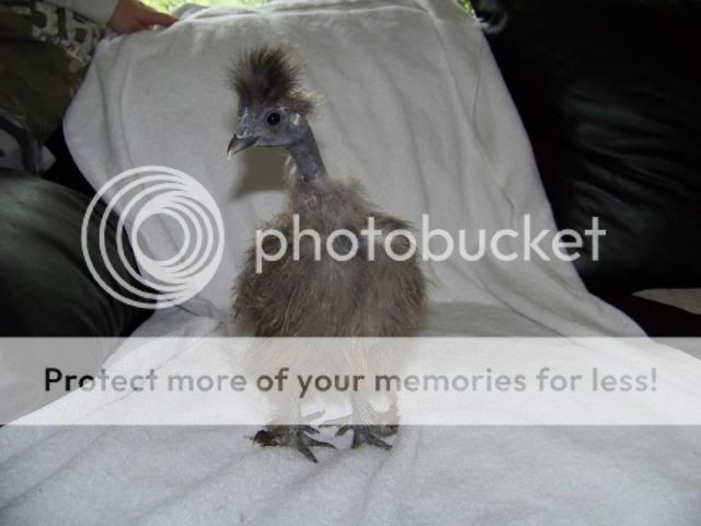 sgsilkies_016.jpg