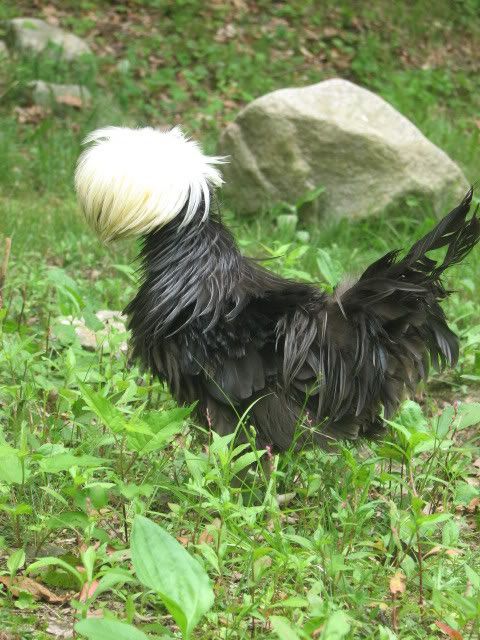 silkies106.jpg