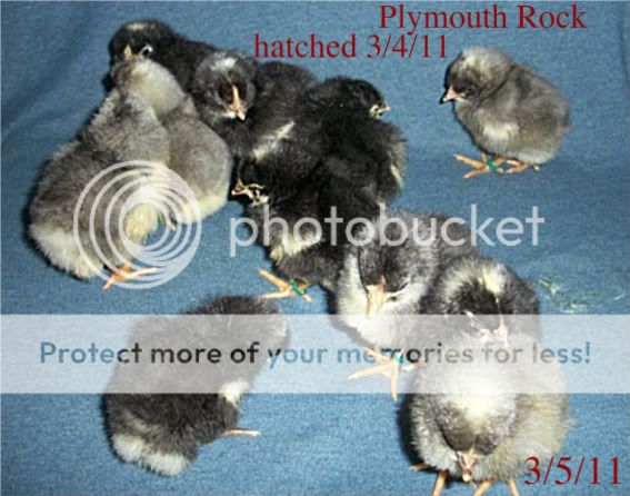 hatch3411006.jpg