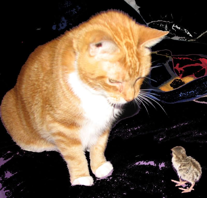 ChookTalk.jpg