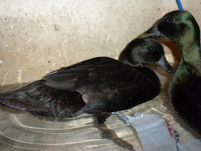 DSCN2489.JPG