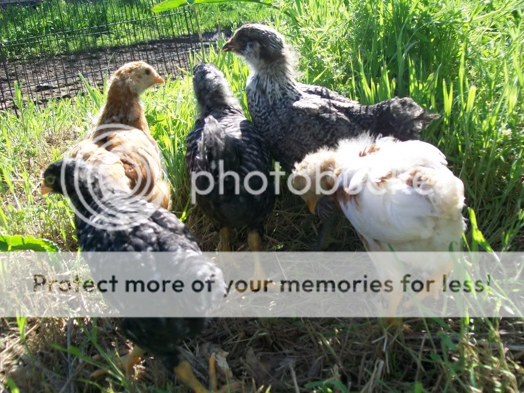 chicks2162.jpg