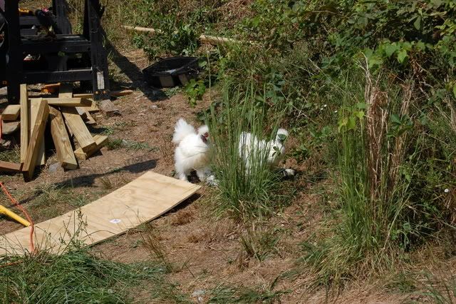 DSC_1174.jpg