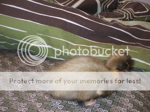 Picture073-1.jpg