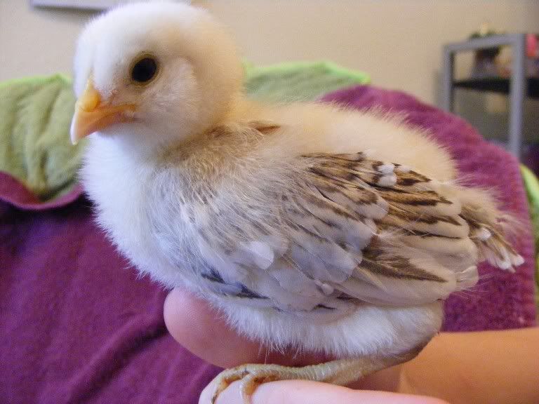 Chicks100509006.jpg