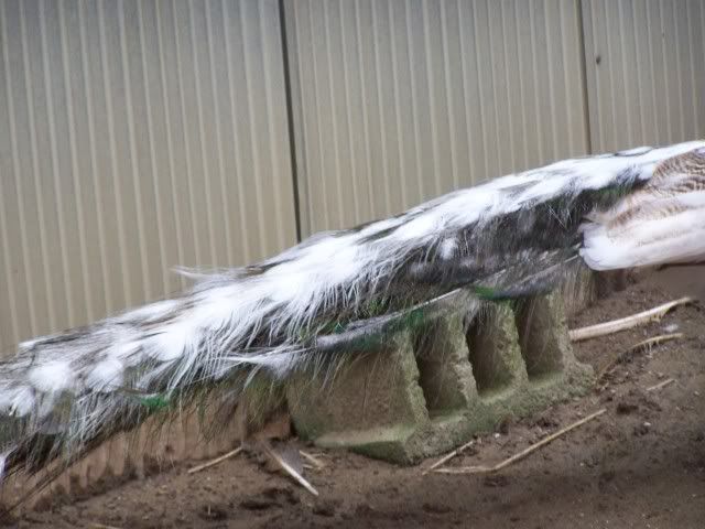 peafowl056.jpg