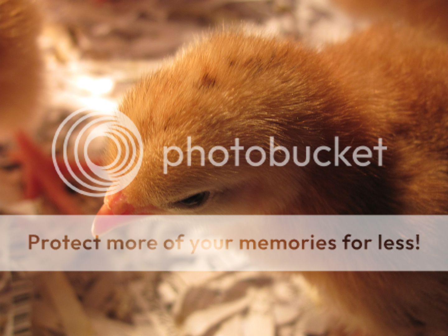chicks2008.jpg