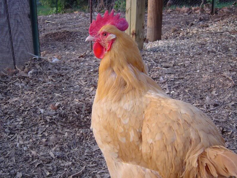 PoultryPics005.jpg