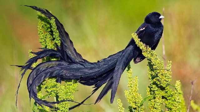 ebird1.jpg