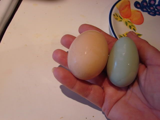 DSC02014.jpg