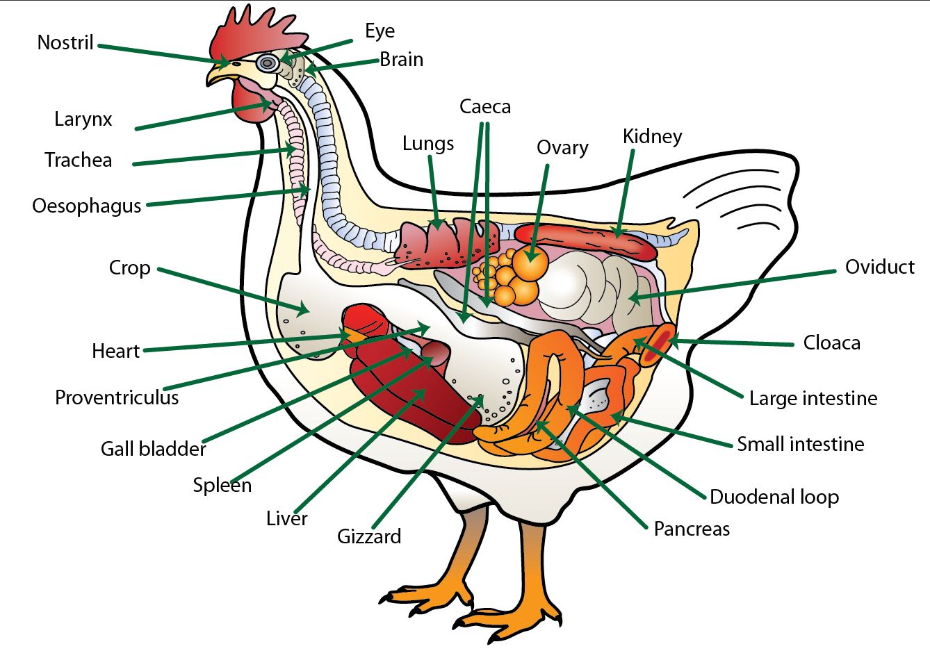 Anatomy-of-the-chicken-with-text.jpg