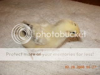 Peeps002.jpg