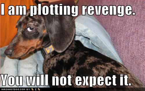 funny-dog-pictures-plotting-revenge.jpg