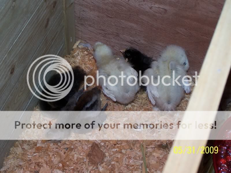 Chicks3daysold.jpg