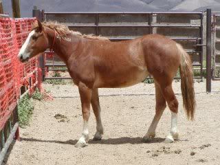 sorrel6.jpg
